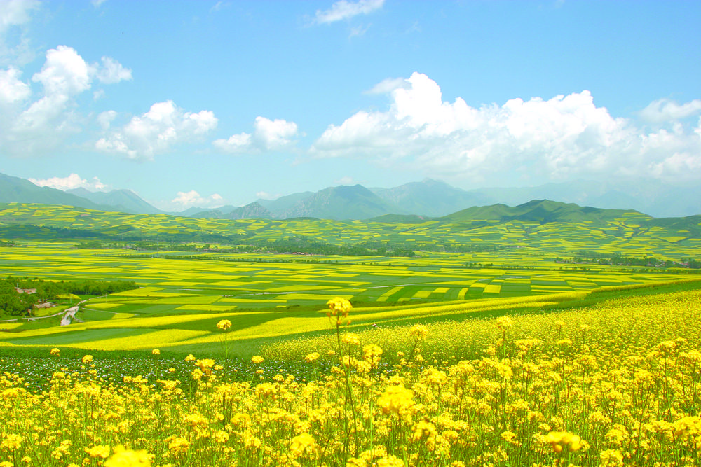 青海綠色有機農(nóng)畜產(chǎn)品輸出地建設(shè)加速“奔跑”2021年，累計向省外輸出牛羊肉、油料、青稞、露地蔬菜等農(nóng)畜產(chǎn)品價值達133億元……這張成績單上，每一個數(shù)字的攀升，都是青海打造綠色有機農(nóng)畜產(chǎn)品輸出地踏實前行的腳印。