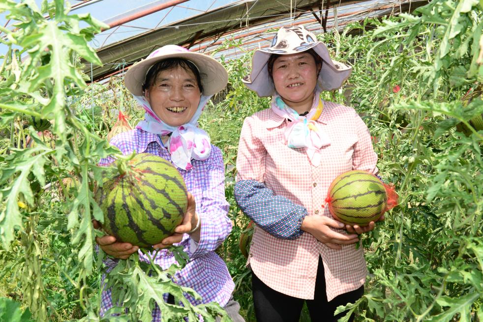 果蔬大棚豐富百姓菜籃子。德令哈融媒體中心供圖