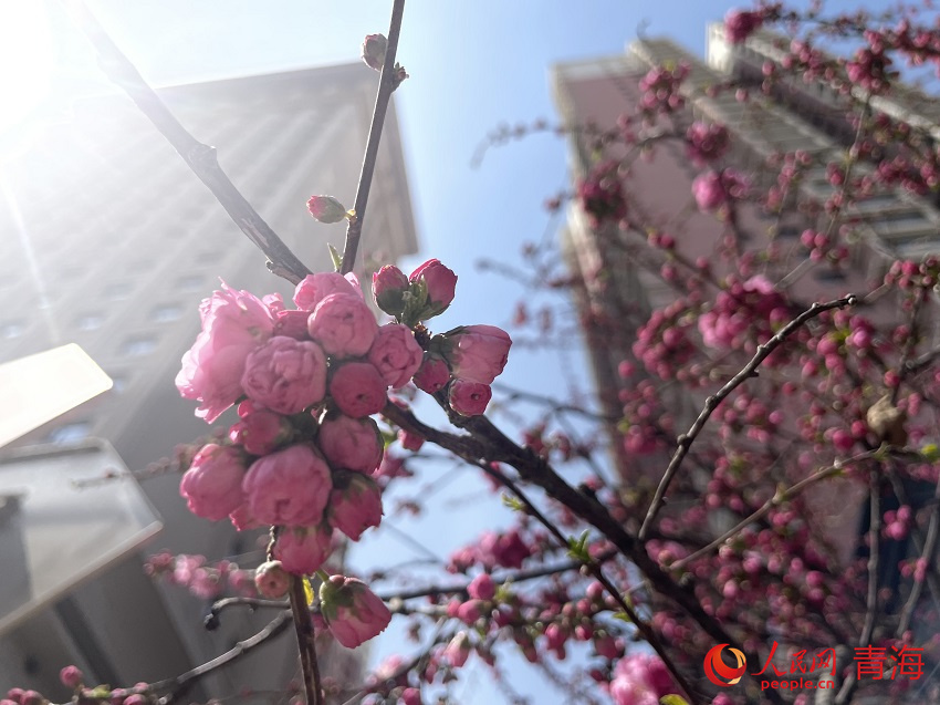 蘭州街頭花漸開。人民網?陳明菊攝