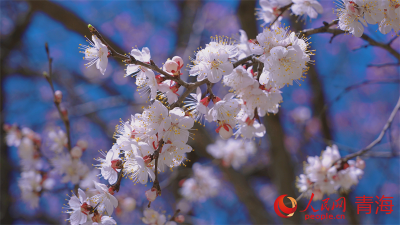 青海黃南：花開坎布拉