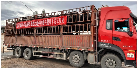 首批大通牦牛大宗交易從大通發(fā)車。大通縣鄉(xiāng)村振興局供圖