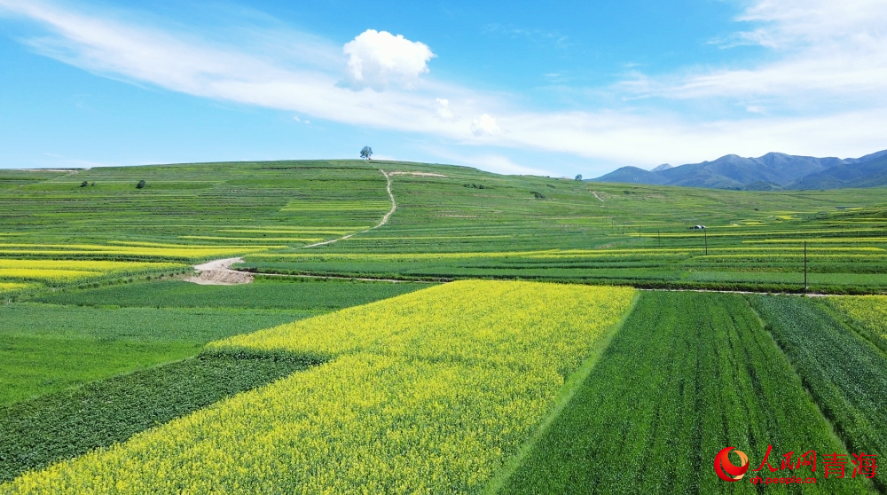 油菜花田邂逅盛夏。人民網(wǎng) 陳明菊攝