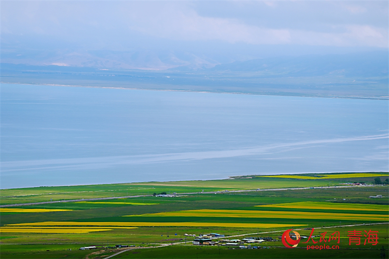 青海湖畔油菜花盛開。人民網(wǎng) 陳明菊攝