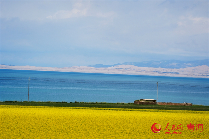 青海湖畔油菜花盛開。人民網(wǎng) 陳明菊攝