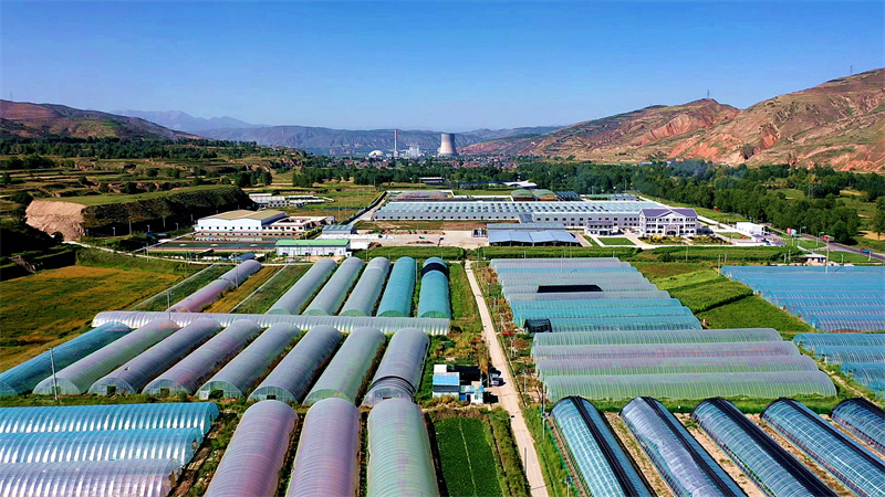 俯瞰西堡村的夏季草莓種植基地。俞惠珍攝