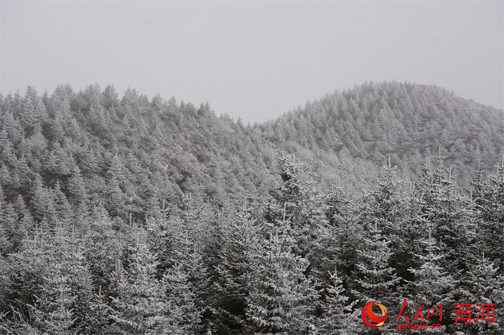 大雪過(guò)后，青沙山一片晶瑩潔白。人民網(wǎng) 馬可欣攝